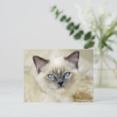 Carte Postale chaton ragdoll (Debout devant)