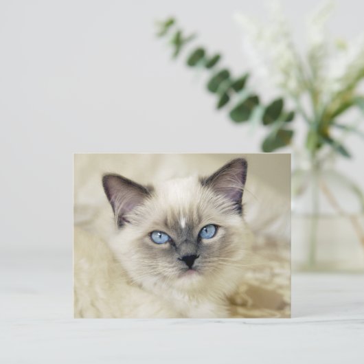 Carte Postale chaton ragdoll (Debout devant)