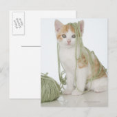 Carte Postale Chaton recouvert de fil (Devant / Derrière)