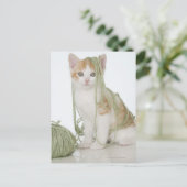 Carte Postale Chaton recouvert de fil (Debout devant)