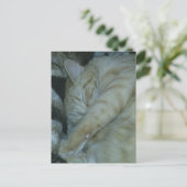 Carte Postale chaton roux adorable endormi (Debout devant)