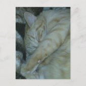 Carte Postale chaton roux adorable endormi (Devant)