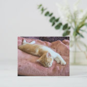 Carte Postale Chaton roux endormi (Debout devant)