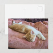 Carte Postale Chaton roux endormi (Devant / Derrière)