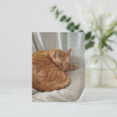 Carte Postale Chaton roux endormi (Debout devant)