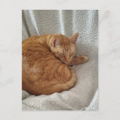 Carte Postale Chaton roux endormi (Devant)