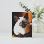 Carte Postale Chaton siamois (Debout devant)