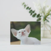Carte Postale chaton siamois (Debout devant)