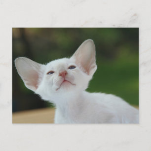 Carte Postale chaton siamois