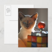 Carte Postale chaton siamois (Devant / Derrière)