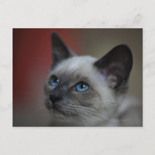 Carte Postale chaton siamois (Devant)