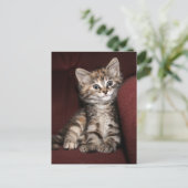 Carte Postale Chaton souriant (Debout devant)