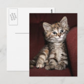 Carte Postale Chaton souriant (Devant / Derrière)