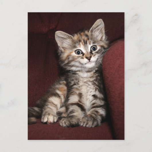 Carte Postale Chaton souriant (Devant)