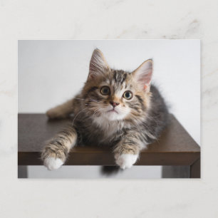 Carte Postale Chaton Tabby Adorable et Fluffy avec des Pattes Bl