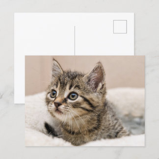 Carte postale chaton tigré