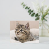 Carte postale chaton tigré (Debout devant)