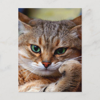 Carte Postale chaton tigre pensif