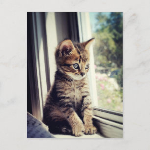 Carte Postale Chaton Tigré Regardant