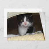 Carte Postale chaton Tuxedo (Devant / Derrière)