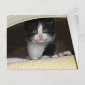Carte Postale chaton Tuxedo (Devant)