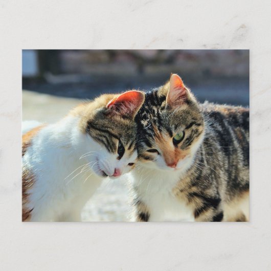 Carte Postale Chatons (Devant)