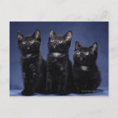 Carte Postale Chatons (Devant)