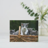 Carte Postale chatons (Debout devant)