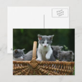 Carte Postale chatons (Devant / Derrière)