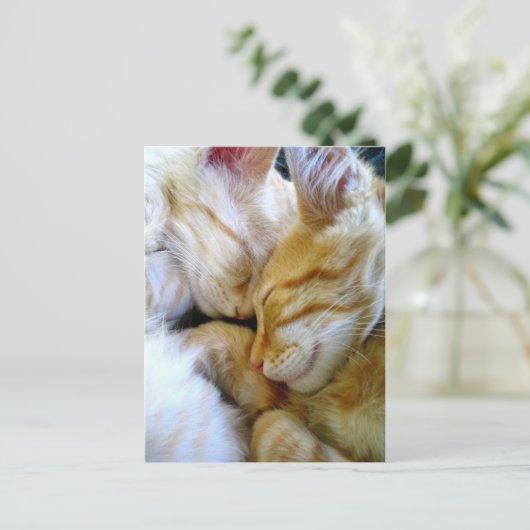 Carte postale Chatons (Debout devant)