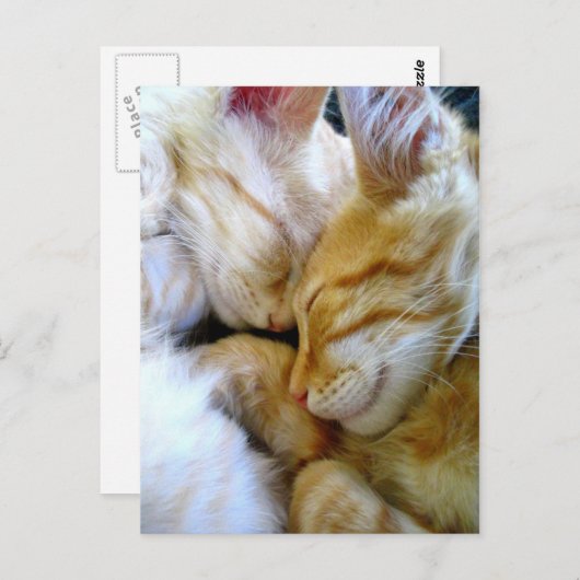 Carte postale Chatons (Devant / Derrière)