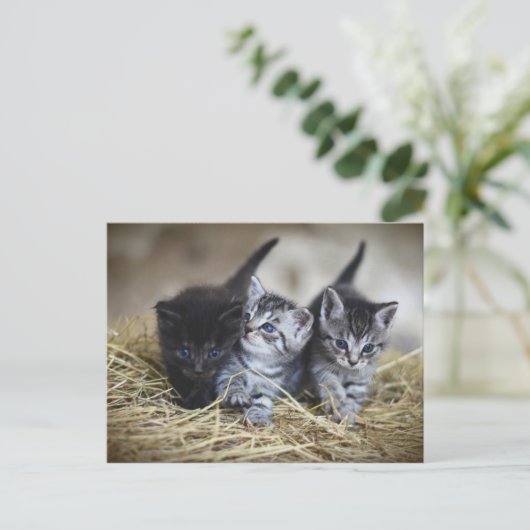 Carte Postale Chatons (Debout devant)