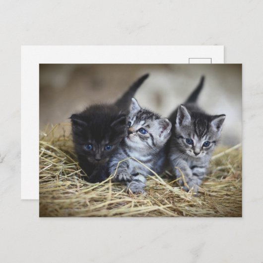 Carte Postale Chatons (Devant / Derrière)