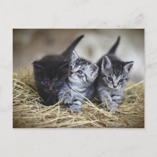Carte Postale Chatons