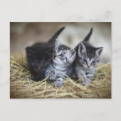 Carte Postale Chatons (Devant)