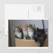 Carte Postale Chatons (Devant / Derrière)