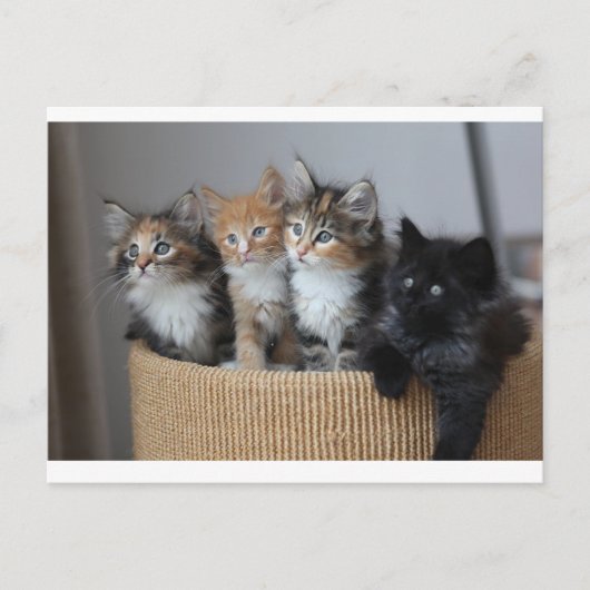 Carte Postale Chatons (Devant)