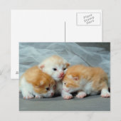 Carte Postale Chatons à fourrure orange (Devant / Derrière)