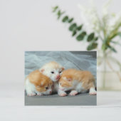 Carte Postale Chatons à fourrure orange (Debout devant)