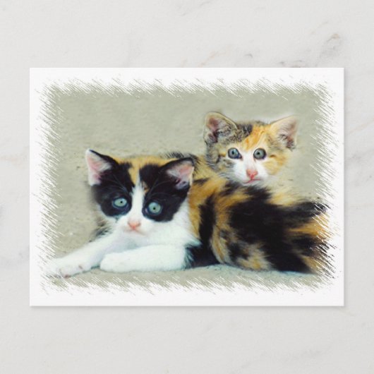 Carte Postale Chatons à visage amusant (Devant)