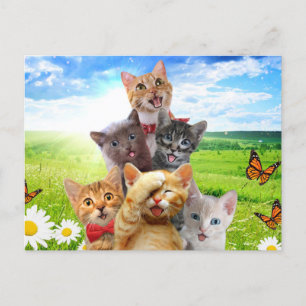 Carte Postale Chatons amusants dans le champ vert.
