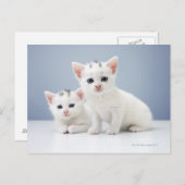 Carte Postale Chatons blancs (Devant / Derrière)