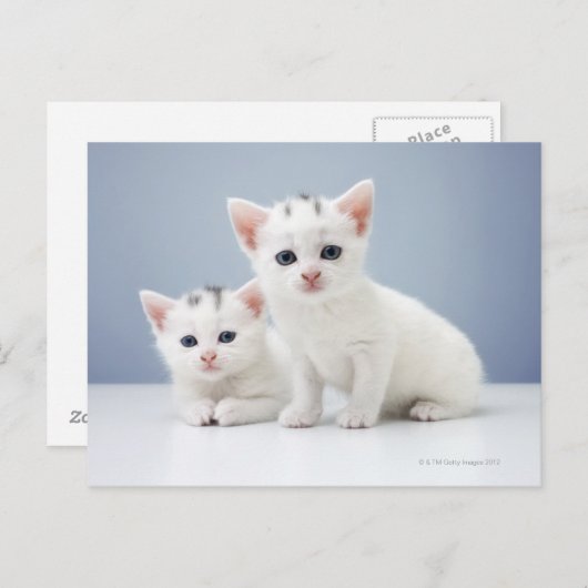 Carte Postale Chatons blancs (Devant / Derrière)