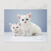 Carte Postale Chatons blancs (Devant)