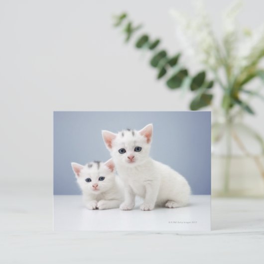 Carte Postale Chatons blancs (Debout devant)