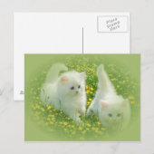 Carte Postale chatons blancs et fleurs vertes (Devant / Derrière)