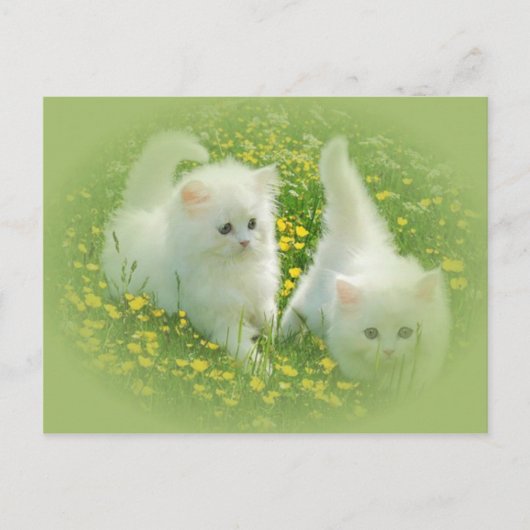 Carte Postale chatons blancs et fleurs vertes (Devant)