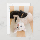 Carte Postale Chatons Blancs Et Noirs (Devant / Derrière)