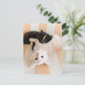 Carte Postale Chatons Blancs Et Noirs (Debout devant)