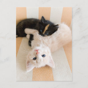 Carte Postale Chatons Blancs Et Noirs